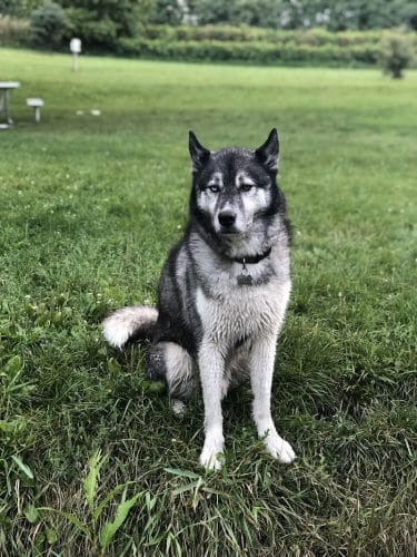 Canine Corners Dog Park - Olson Park