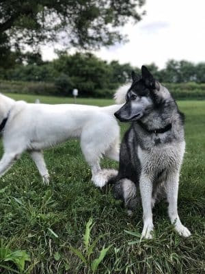 Canine Corners Dog Park - Olson Park