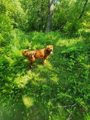 Canine Corners Dog Park - Olson Park