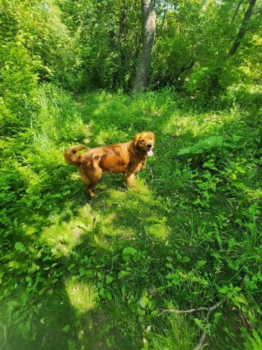 Canine Corners Dog Park - Olson Park