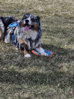 Canine Corners Dog Park - Olson Park