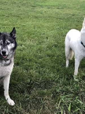 Canine Corners Dog Park - Olson Park