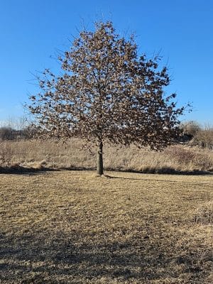 Freedom Park
