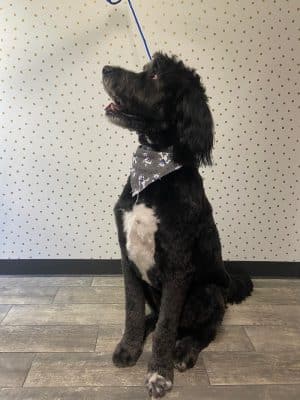 Off Leash Grooming and Retail
