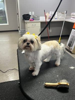 Off Leash Grooming and Retail