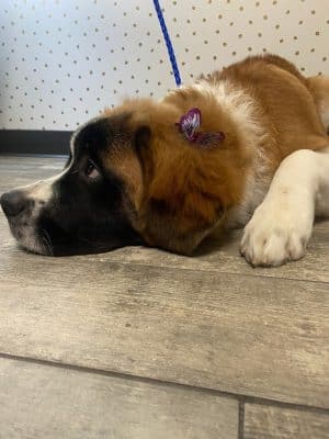 Off Leash Grooming and Retail