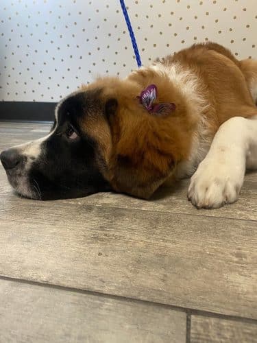 Off Leash Grooming and Retail