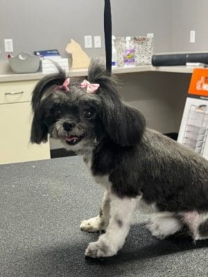Off Leash Grooming and Retail