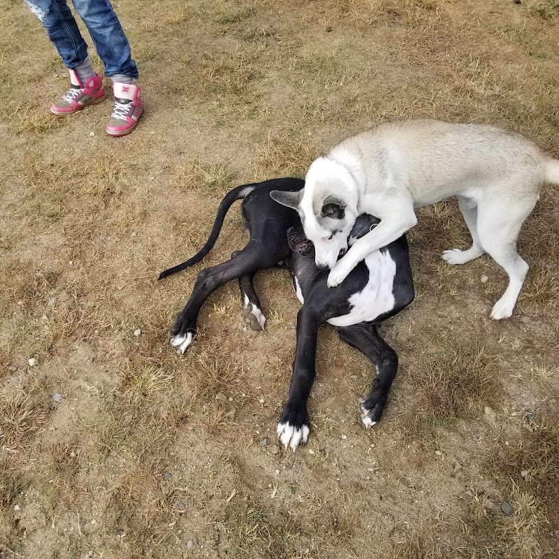 Animal Hospital of Lowell Dog Park - Lowell, MI