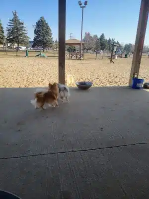 Animal Hospital of Lowell Dog Park