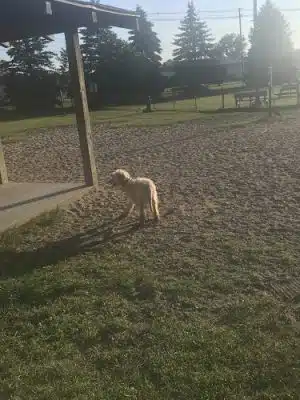 Animal Hospital of Lowell Dog Park