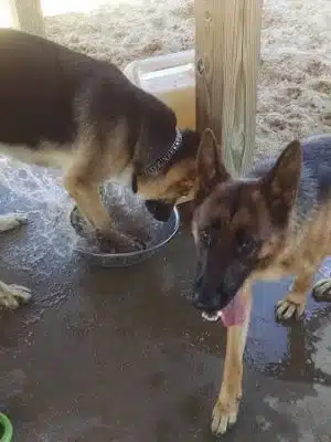 Animal Hospital of Lowell Dog Park
