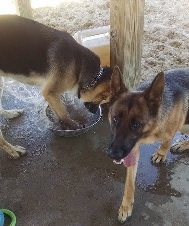 Animal Hospital of Lowell Dog Park