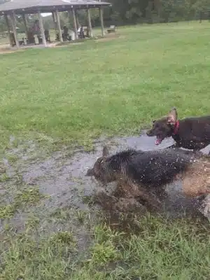 Animal Hospital of Lowell Dog Park