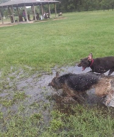 Animal Hospital of Lowell Dog Park