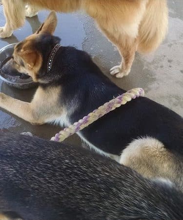 Animal Hospital of Lowell Dog Park