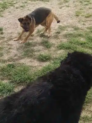 Animal Hospital of Lowell Dog Park