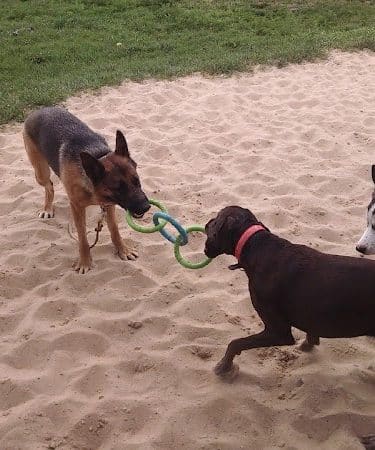 Animal Hospital of Lowell Dog Park