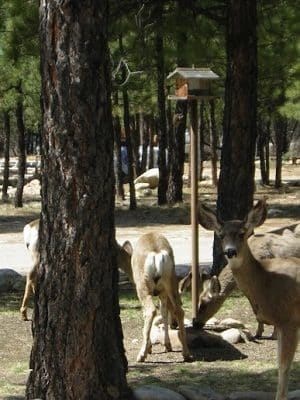 Lowman RV Park