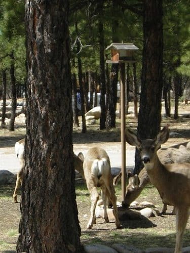Lowman RV Park