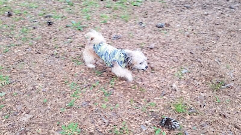 Lufkin Dog Park - Lufkin, TX
