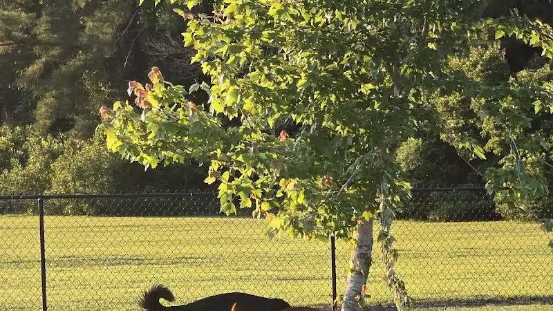 Lumberton Dog Park - Lumberton, NC