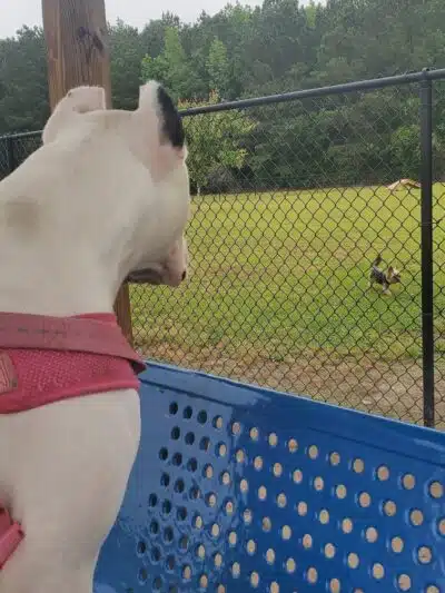 Lumberton Dog Park - Lumberton, NC