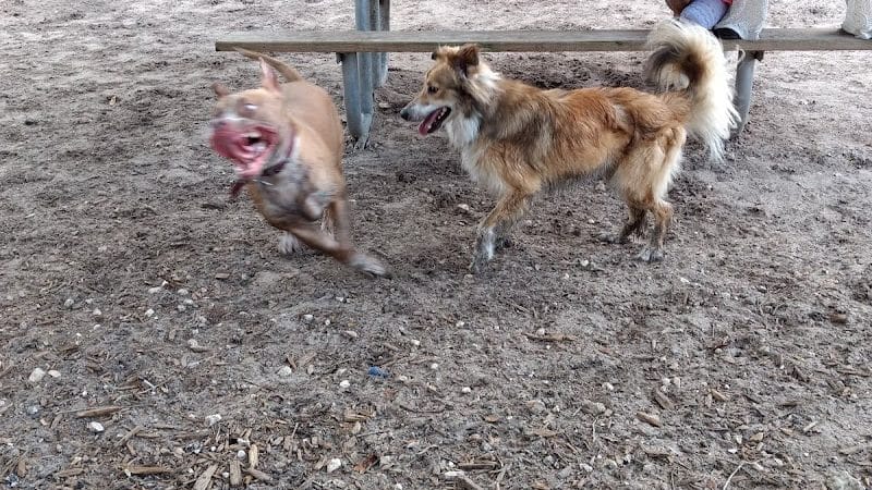 Carolyn Meeker Dog Park - Lutz, FL