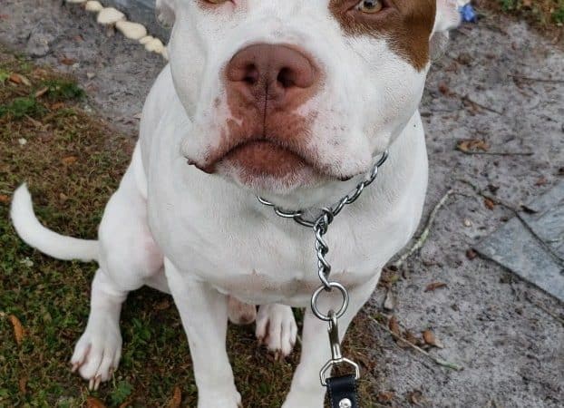 Carolyn Meeker Dog Park - Lutz, FL