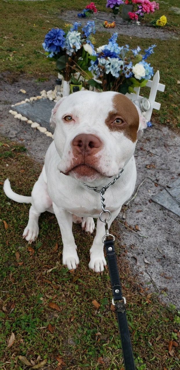 Carolyn Meeker Dog Park - Lutz, FL