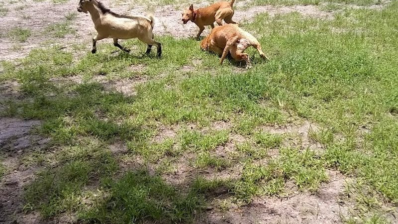 Carolyn Meeker Dog Park - Lutz, FL