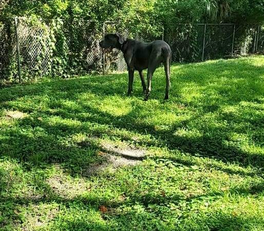 Carolyn Meeker Dog Park - Lutz, FL