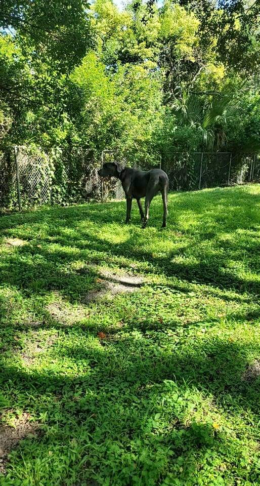 Carolyn Meeker Dog Park - Lutz, FL