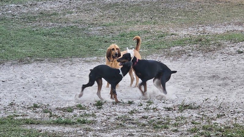 Carolyn Meeker Dog Park - Lutz, FL