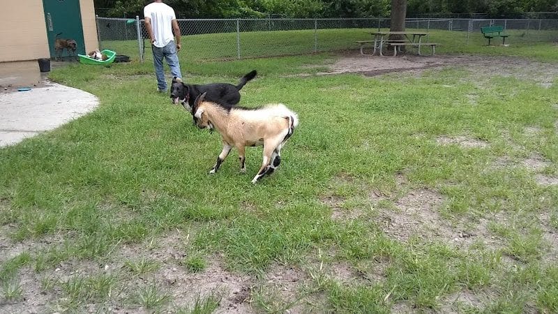 Carolyn Meeker Dog Park - Lutz, FL