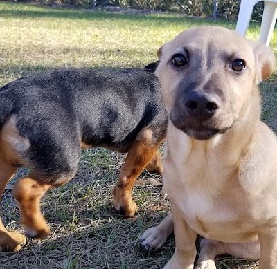 Lutz Dog Park - Lutz, FL