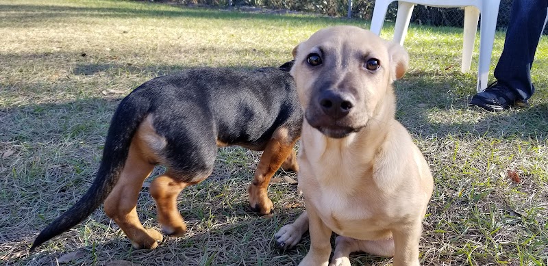 Lutz Dog Park - Lutz, FL
