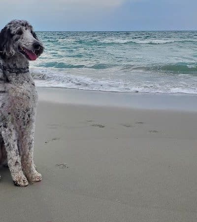 The Ultimate Pet Lodge LLC - Lyman, SC