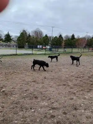Barkland Avenue Dog Park