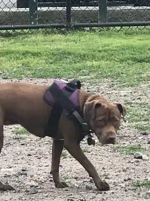 Barkland Avenue Dog Park