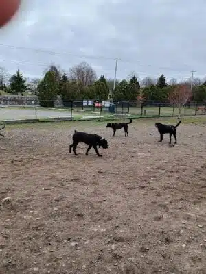 Barkland Avenue Dog Park