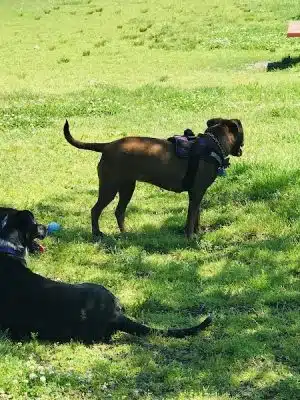 Barkland Avenue Dog Park
