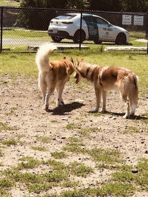 Barkland Avenue Dog Park