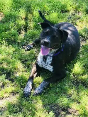 Barkland Avenue Dog Park