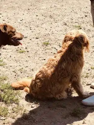 Barkland Avenue Dog Park