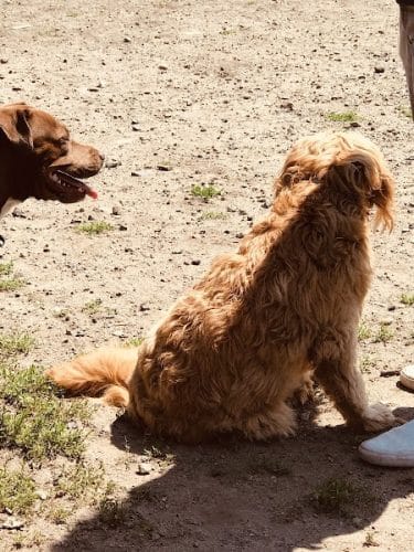 Barkland Avenue Dog Park