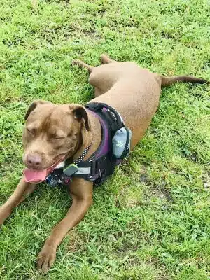 Barkland Avenue Dog Park
