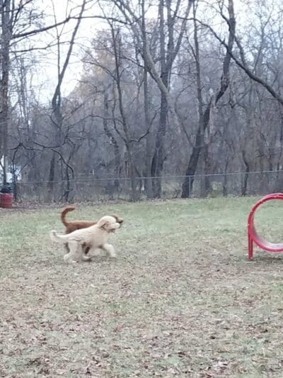Schoonmaker Park - Machesney Park, IL