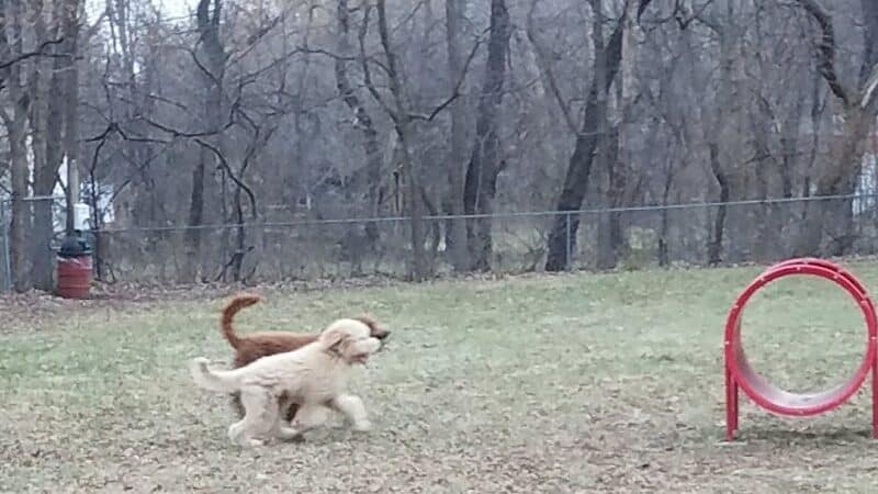 Schoonmaker Park - Machesney Park, IL