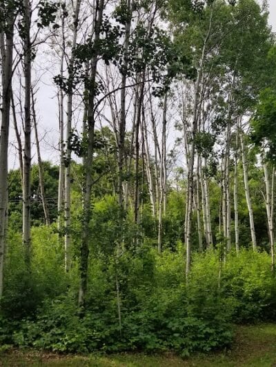 Schoonmaker Park - Machesney Park, IL